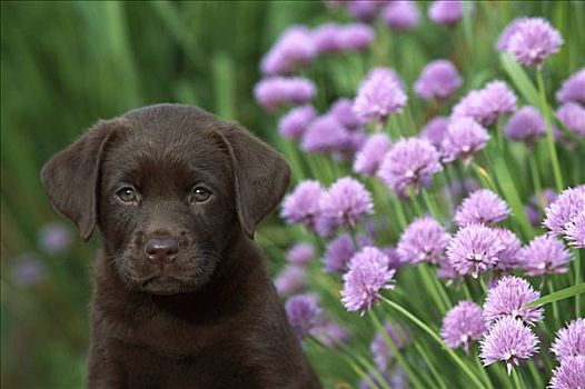 巧克力拉布拉多犬,狗,肖像,小狗,坐,靠近,盛开,细香葱,香草园