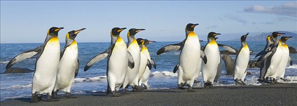 帝企鹅,成年,振翅,游泳,洗,羽毛,维护,秋天,金港,南乔治亚,南大洋,南极辐合带