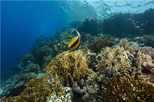 甜唇鱼,水生物,红海