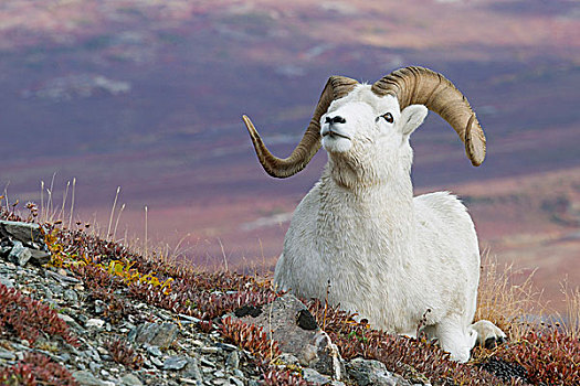 绵羊,白大角羊,防卫姿势,德纳里峰国家公园,阿拉斯加