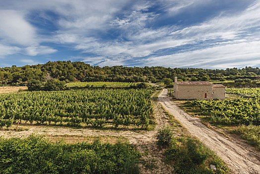 法国南部普罗旺斯农庄葡萄园