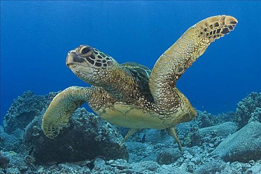 夏威夷,绿海龟,龟类,游泳,靠近,海底