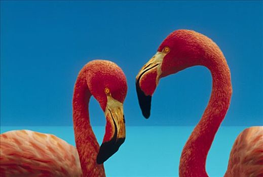 大红鹳,火烈鸟,求爱,一对,加勒比海,物种