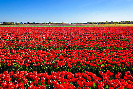 风景,上方,红色,郁金香,地点,春天,荷兰南部,荷兰