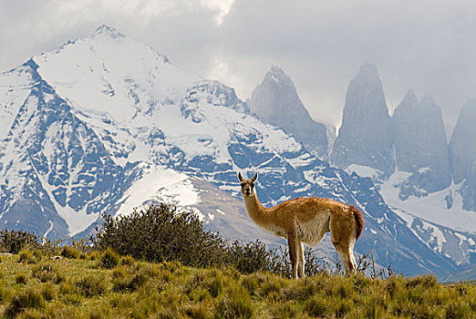 原驼,塔,背景,托雷德裴恩国家公园,区域,智利,巴塔哥尼亚