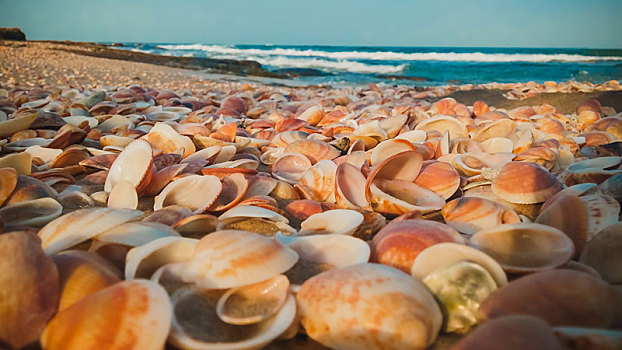 海螺壳,海滩
