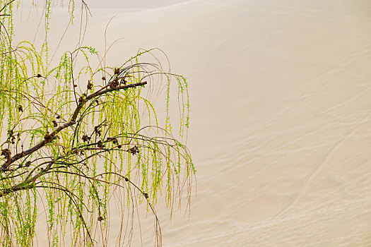 沙子背景下的柳枝