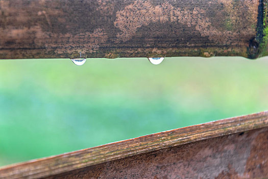 春天,雨水