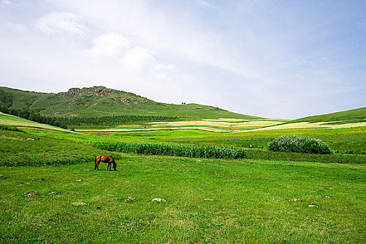 内蒙,坝上,乌兰木统,乌兰木统草原,红山,军马场,草原,草地