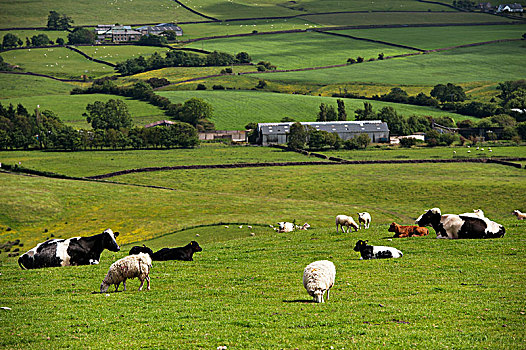 绵羊,菜牛,放牧,一起,草场,兰开夏郡,英格兰