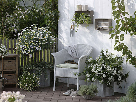 白色,平台,柳条椅,植物