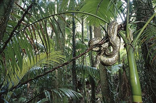 巨蟒,雨林,昆士兰,澳大利亚