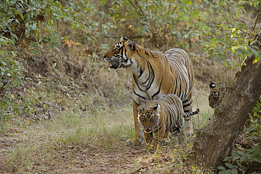 孟加拉虎,虎,幼兽,林中小径,拉贾斯坦邦,国家公园,印度,亚洲