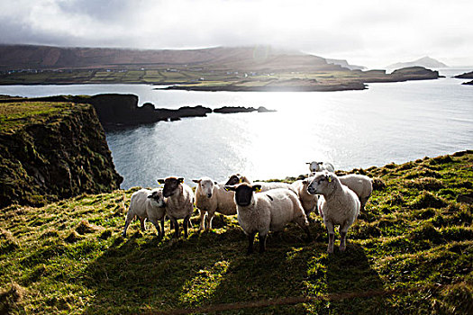 绵羊,岛屿
