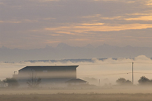 农场,遮盖,雾,日出,山谷,不列颠哥伦比亚省,加拿大