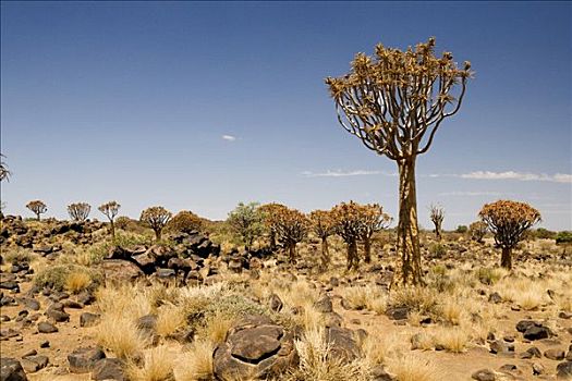 箭筒树,基特曼斯胡普,纳米比亚