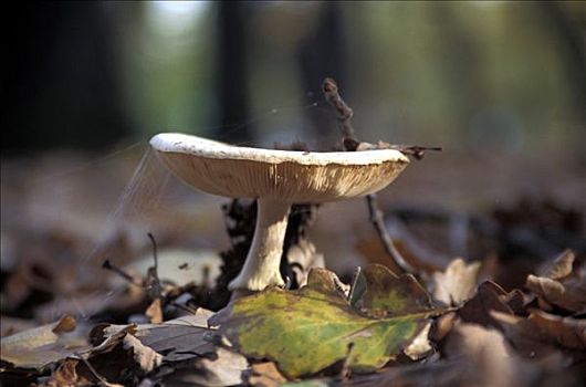 秋天,蘑菇