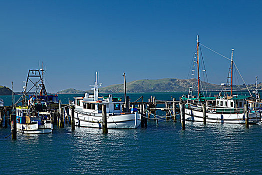渔船,湾,港口,奥塔哥,南岛,新西兰
