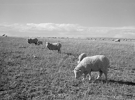 绵羊,放牧,南达科他,美国,农场,安全,管理,五月