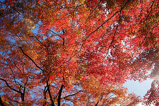 日本京都岚山常寂光寺