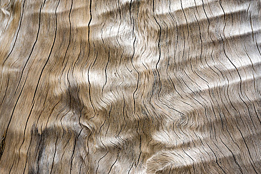 木质纹理,缝隙,枯木树干,亚速尔群岛,葡萄牙,欧洲