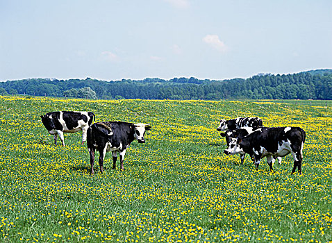 牛,牧群,站立,草地