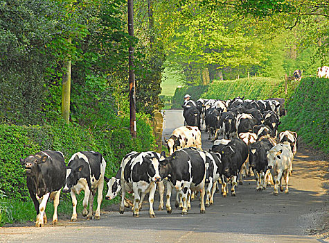 生活,牛,黑白花牛,弗里斯兰奶牛,种系,牧群,兰开夏郡,英格兰,英国,欧洲