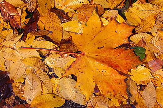 枫叶,彩色,秋叶,躺着,地面,德国,欧洲