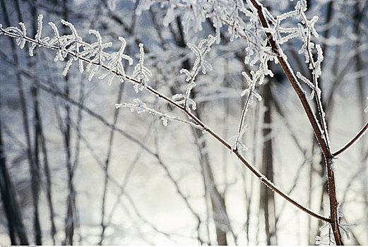 霜,树上,枝条,萨尔茨堡,奥地利