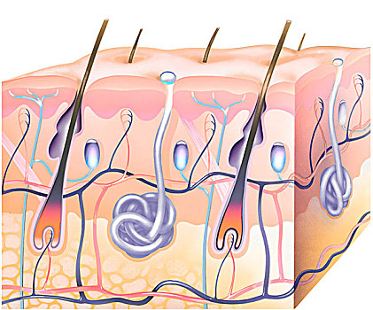 横截面,皮肤