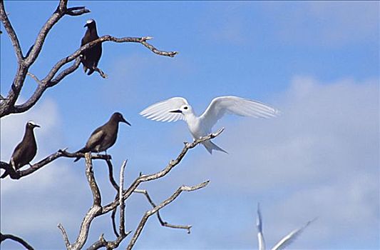 夏威夷,白燕鸥,枝头,鸟