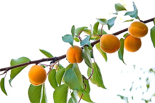 枝条,杏,树,成熟,水果