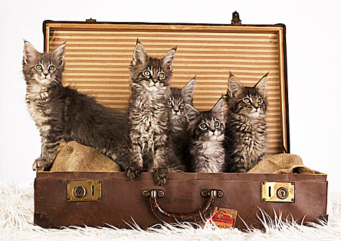 五个,缅因,小猫,坐,老,手提箱