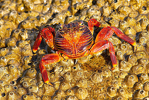 红岩,螃蟹,藤壶,北方,岛屿,加拉帕戈斯,厄瓜多尔,南美