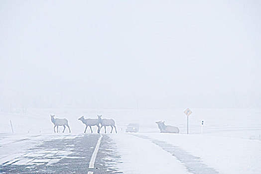 麋鹿,鹿属,鹿,牧群,晨雾,穿过,公路,一个,危险,驾驶员,脸,通过,国家公园,瓦特顿湖国家公园,西南方,艾伯塔省,加拿大