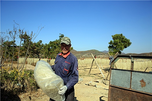 山东省日照市,手工粉条挂满田间地头,传统工艺食品深受市民青睐