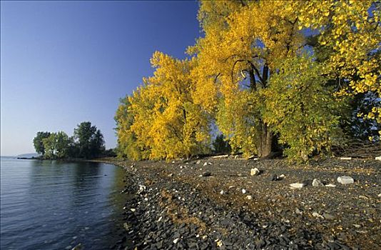 秋天,色彩,树,岛,湖,佛蒙特州,美国