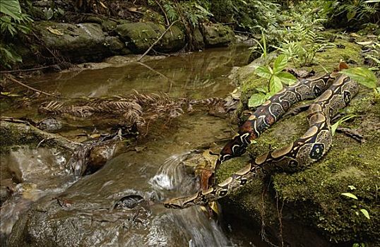 大蟒蛇,河流,厄瓜多尔,南美