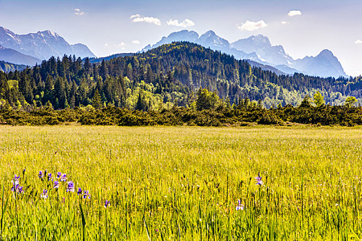花,草地,巴伐利亚阿尔卑斯山