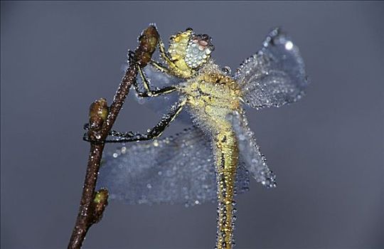 蜻蜓,赤蜻属,露珠,早晨,德国