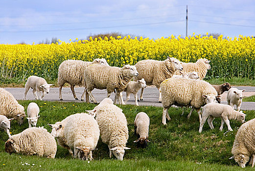 羊羔,石荷州,德国