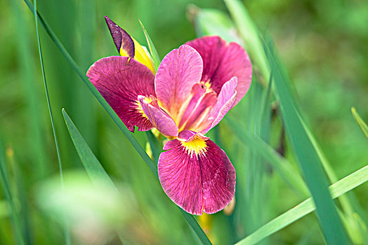 鸢尾花