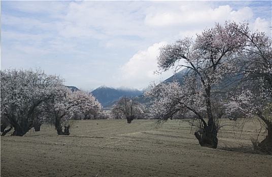 野桃花观赏圣地索松村