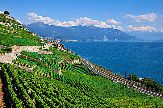 风景,上方,葡萄园,日内瓦湖,洛桑,拉沃,沃州,瑞士,欧洲