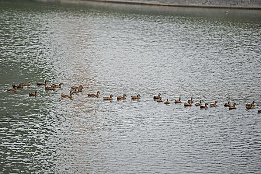 鴨，公園，池塘，養(yǎng)殖，岸邊，飛翔，展示