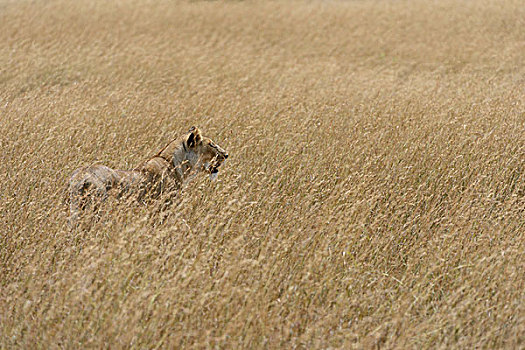 雌狮,狮子,暸望,高草,马赛马拉国家保护区,肯尼亚,非洲