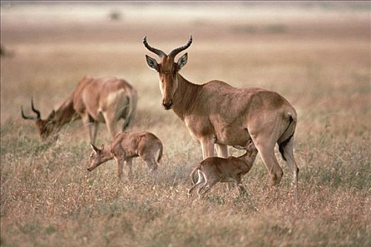 转角牛羚,母兽,哺乳,幼兽,塞伦盖蒂国家公园,坦桑尼亚