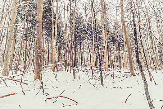 树林,丹麦,雪,冬天