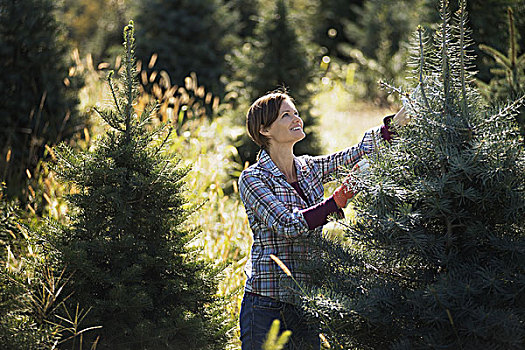 有机,圣诞树,种植园,女人,穿,工作,手套