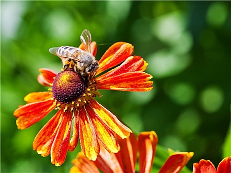蜜蜂,啜饮,花蜜,花
